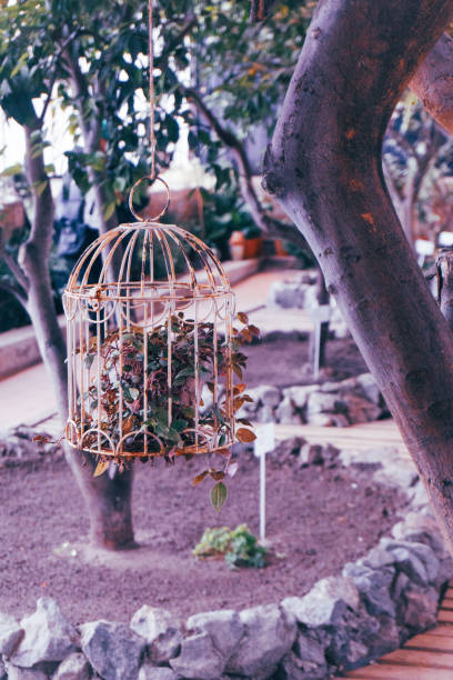An aesthetic composition in boho style with a vintage cage in the center of which is a green plant with a branch extending outward. There is a lot of diverse greenery around.