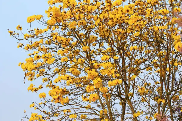 yellow flowers of Golden Trumpet-Tree with blue sky background