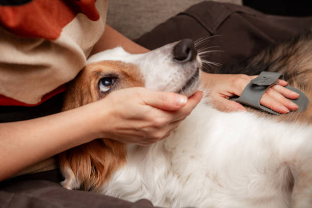 A cute dog enjoys being groomed with a brush, animal love and care at home A cute dog enjoys being groomed with a brush, brushing and care at home, animal love pet loss stock pictures, royalty-free photos & images