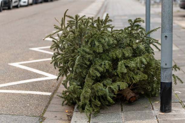 istock discarded fir tree on the street 1937535038