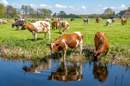 Red-White diary cows drinking from ditch and grazing on meadow in polder between 's Graveland and Hilversum, Netherlands