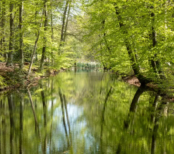 Reflection of trees in pond in woodland near Hilverbeek in Spanderswoud between Hilversum and 's Graveland, Netherlands