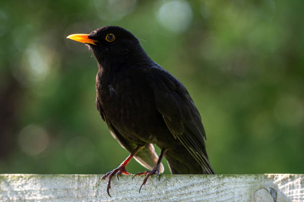 istock Selective focus shot of a blackbird perched on a wooden surface 1937541615
