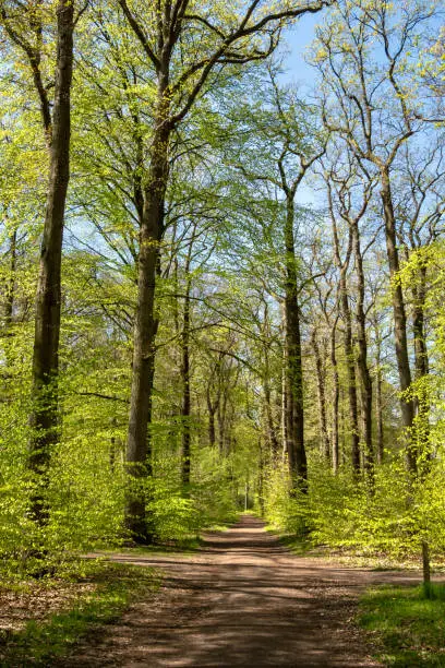 Footpath in woodland near Hilverbeek in Spanderswoud between Hilversum and 's Graveland, Netherlands