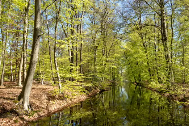 Pond in woodland near Hilverbeek in Spanderswoud between Hilversum and 's Graveland, Netherlands