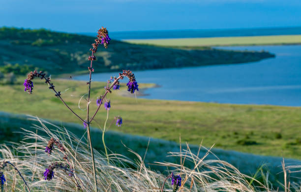 istock Ukrainian feather grass steppe, Bunchgrass species (Stipa capillata) 1937549844