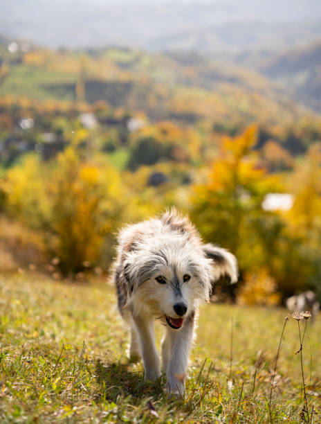istock Energetic canine strolls gracefully through a lush green meadow 1937556298