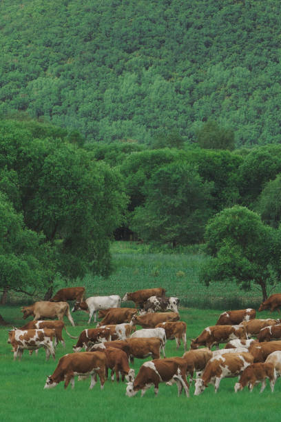 istock Sheep and cattle in grazing 1937569172
