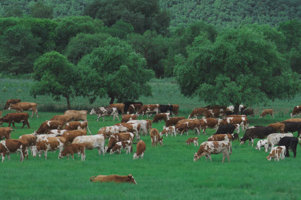 istock Sheep and cattle in grazing 1937569693