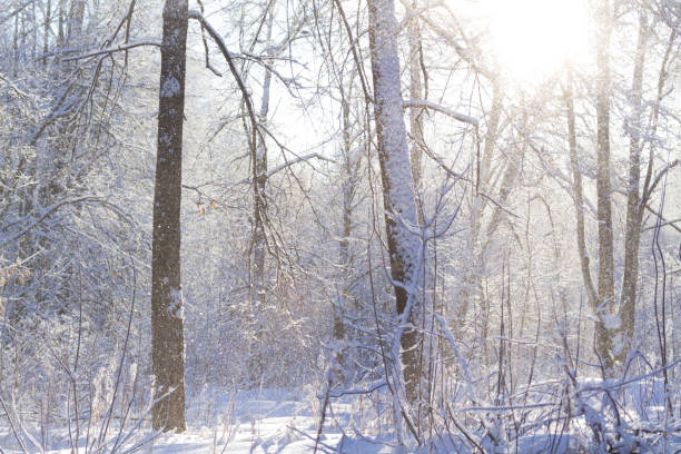 Snowy winter forest on sunny day. Winter forest after snowfall.