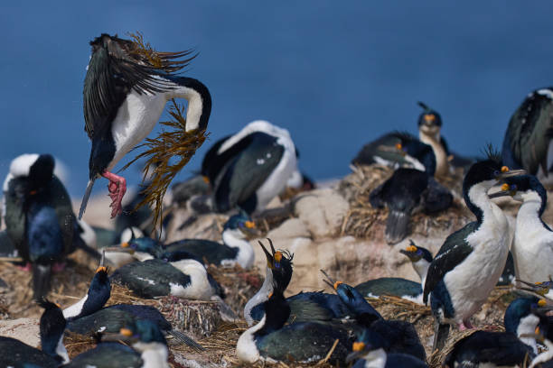 istock Imperial Shag coming in to land 1937584235