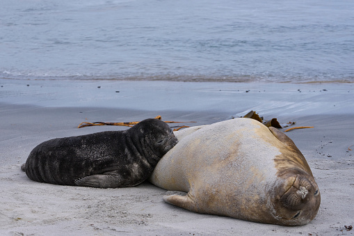 Female Southern Elephant Seal (Mirounga leonina) suckling with her pup on a beach on Sea Lion Island in the Falkland Islands.