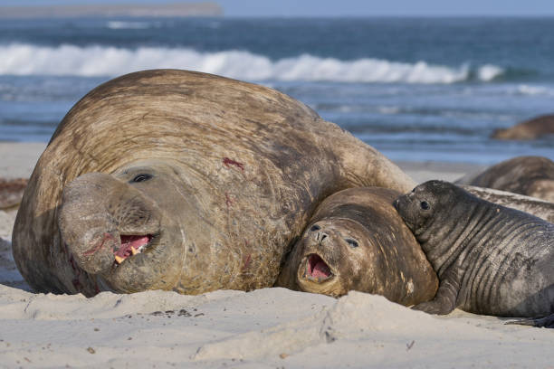 Breeding group of Southern Elephant Seal