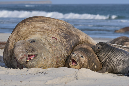 Breeding group of Southern Elephant Seal (Mirounga leonina) on Sea Lion Island in the Falkland Islands.