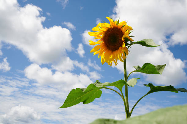 Sunflowers and blue sky