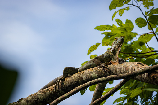 Beautiful Green Iguana (Iguana Iguana) in a tree in Cahuita National Park (Costa Rica)