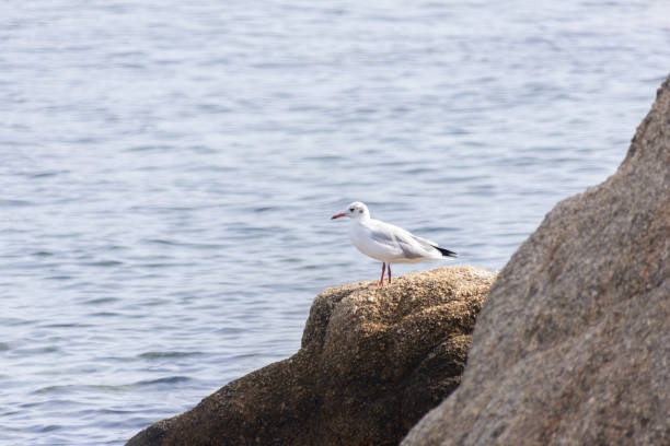 istock Black-headed gull, Chroicocephalus ridibundus or Larus ridibundus on a rock staring at mediterranean sea. 1937601850