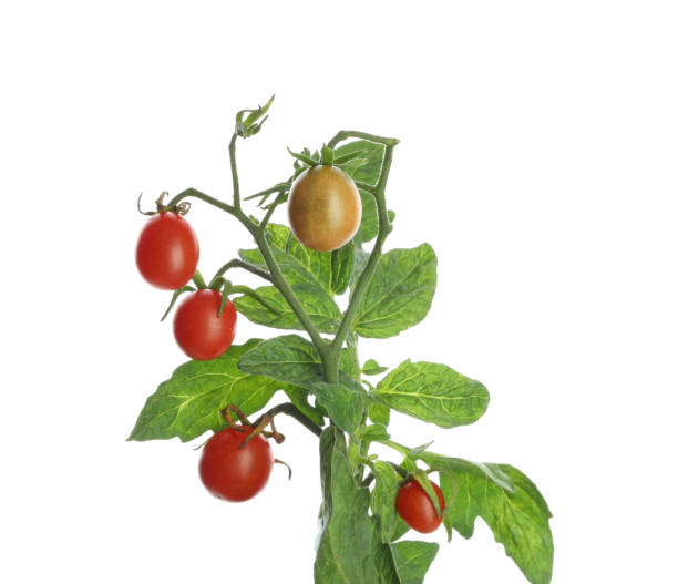 istock Stem with ripe cherry tomatoes and leaves isolated on white 1937608180