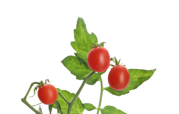 istock Stem with ripe cherry tomatoes and leaves isolated on white 1937608209