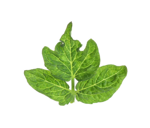istock Fresh green leaves of cherry tomato isolated on white 1937609650