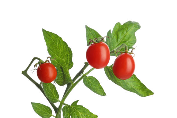 istock Stem with ripe cherry tomatoes and leaves isolated on white 1937609654