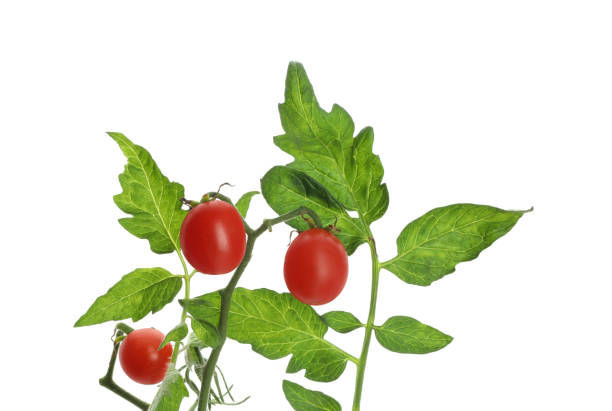 istock Stem with ripe cherry tomatoes and leaves isolated on white 1937609661