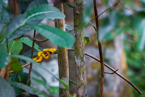 Eyelash viper (Bothriechis schlegelii) in Cahuita National Park (Costa Rica)