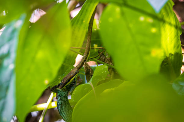 Brown vine snake (Oxybelis aeneus) eating a lizard in Cahuita National Park (Costa Rica)