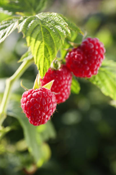 istock Red raspberries growing on bush outdoors, closeup 1937612997