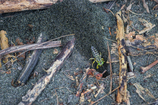 ant caught a grasshopper