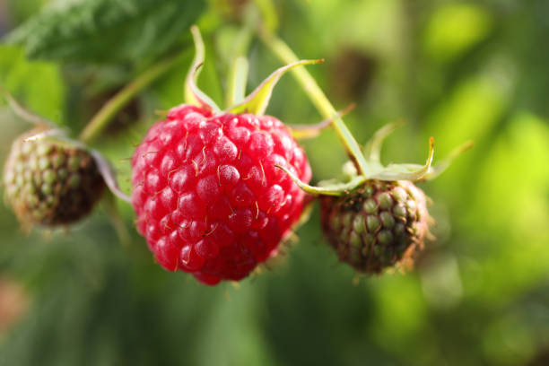 istock Raspberry branch with ripening berries outdoors, closeup 1937614106