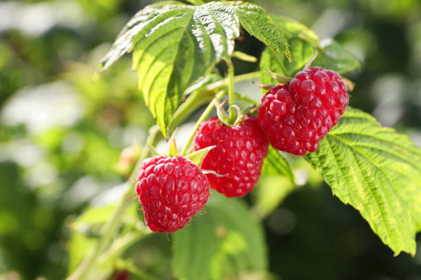 istock Red raspberries growing on bush outdoors, closeup 1937614114