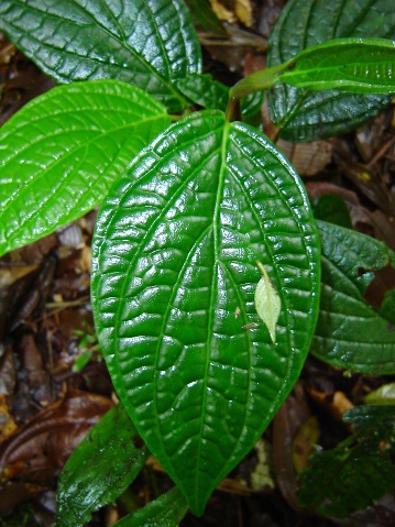 This is a close-up shot of a green leaf covered in glistening water droplets, reflecting the natural light of its environment