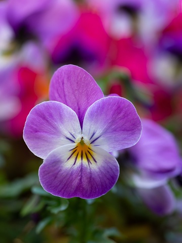 A vibrant, single purple flower standing out amongst an array of assorted blooms in a lush garden