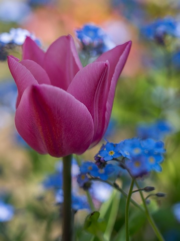 A vibrant red tulip stands out amongst a garden of blue flowers, providing a pop of contrasting color to the otherwise blue landscape