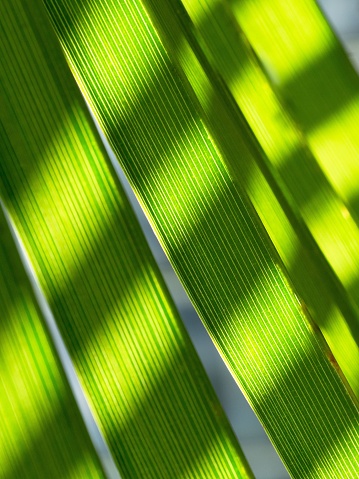 Close-up shot of a vibrant green fern leaf and branch against a black background, showcasing the beauty of nature