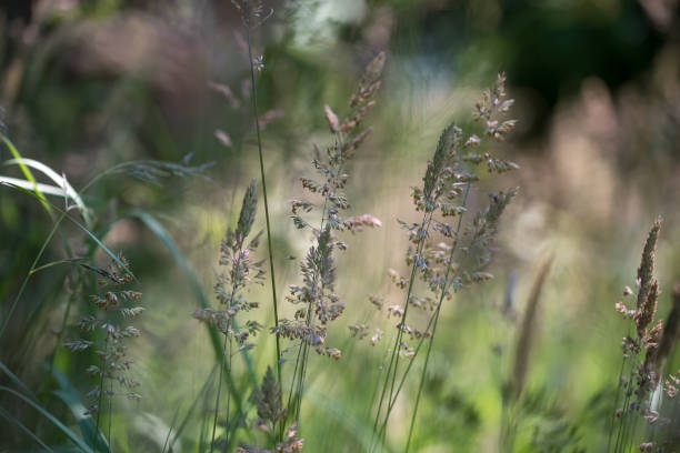 istock Idyllic scene of a lush green grassy field. 1937632501