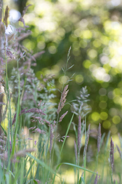 istock Idyllic scene of a lush green grassy field. 1937633012