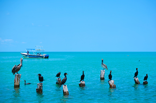 Several cormorants rest next to the port of Holbox, an island north of the Mexican state of Quintana Roo.