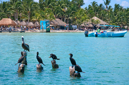 Group of pelicans on rocks in the sea