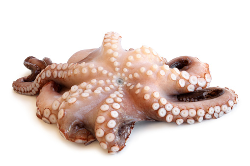 Fresh octopus on white background