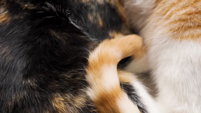 The tail close up of a tabby ginger cat lying with a calico kitten