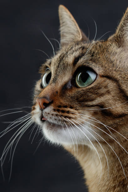 istock Portrait of looking up in a black background. 1937683346