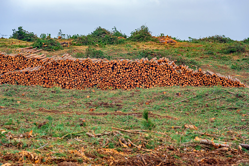 Pile of pine tree trunks in a forest in the dunes near Bergen, Netherlands