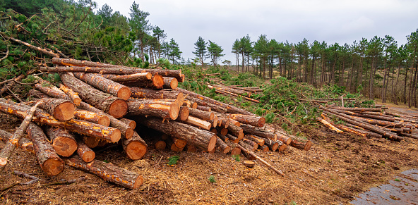 Pile of pine tree trunks in a forest in the dunes near Bergen, Netherlands