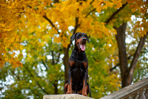 Portrait of a Dobermann Pinscher sitting on old prelils against the background of yellow foliage in an autumn park