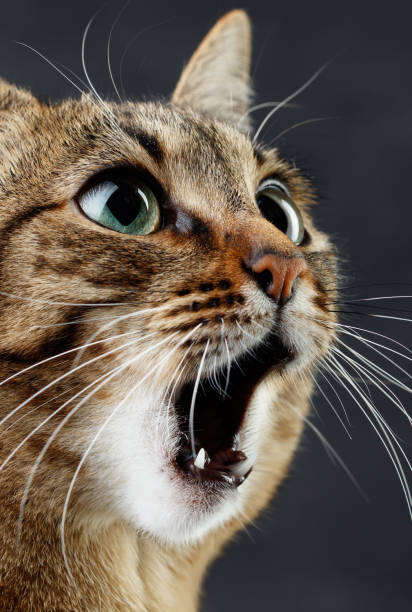 istock Portrait of a cat is surprised or amazed. 1937691089