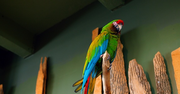 In its habitat on branch of tree colorful bird Lesser Military Macaw in close-up showcases its plumage Colorful bird symbol of nature's palette. Colorful bird reflecting splendor of wild