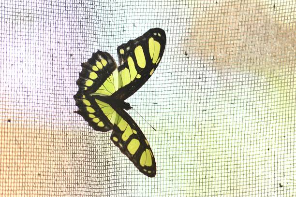 istock enchanting jungle butterfly 1937694693