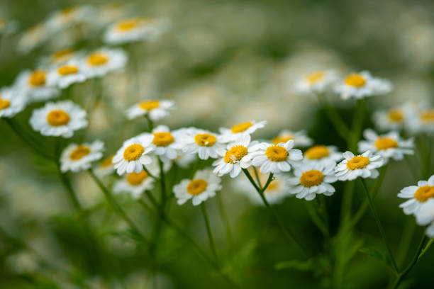 Tanacetum Parthenium flowers, known as Feverfew (in the daisy family) in a green grass field.